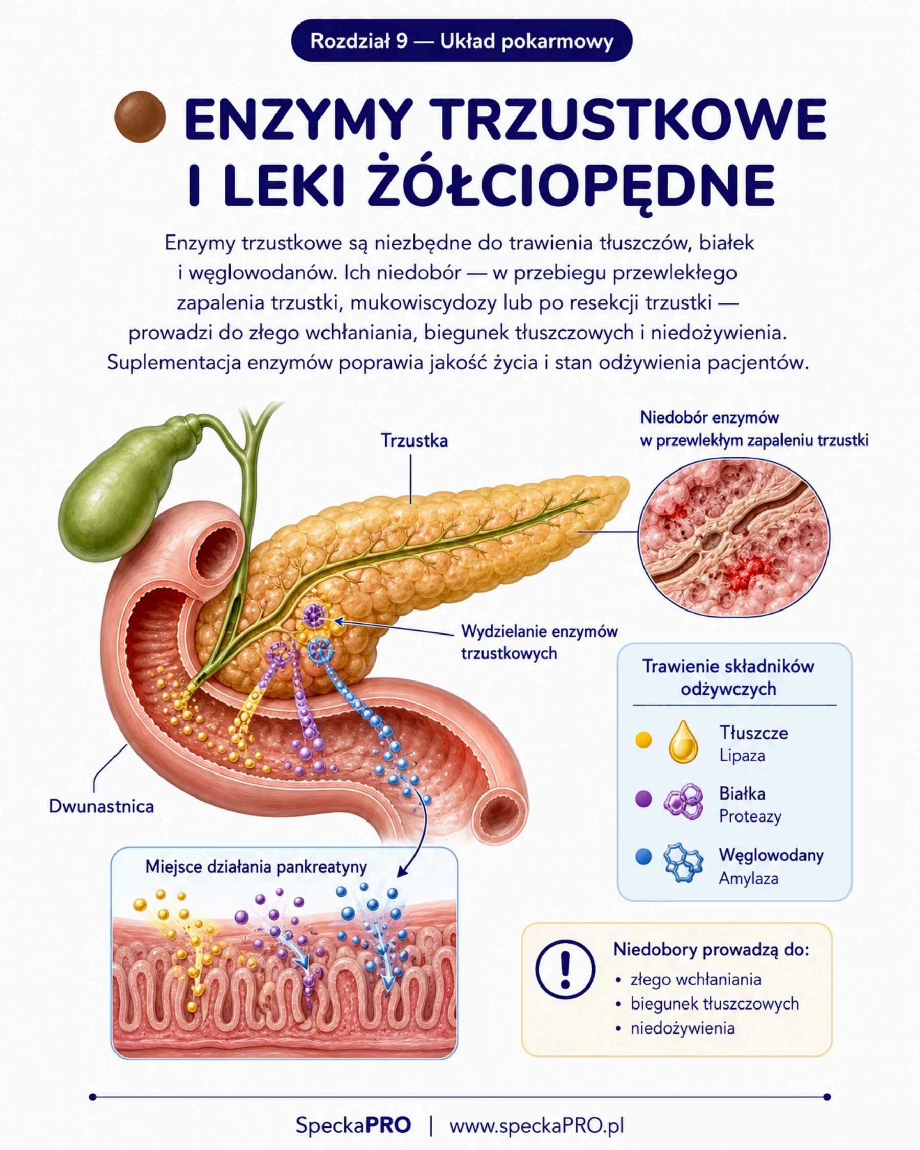 Enzymy trzustkowe leki żółciopędne ilustracja anatomiczna trzustka dwunastnica farmakologia pielęgniarstwo