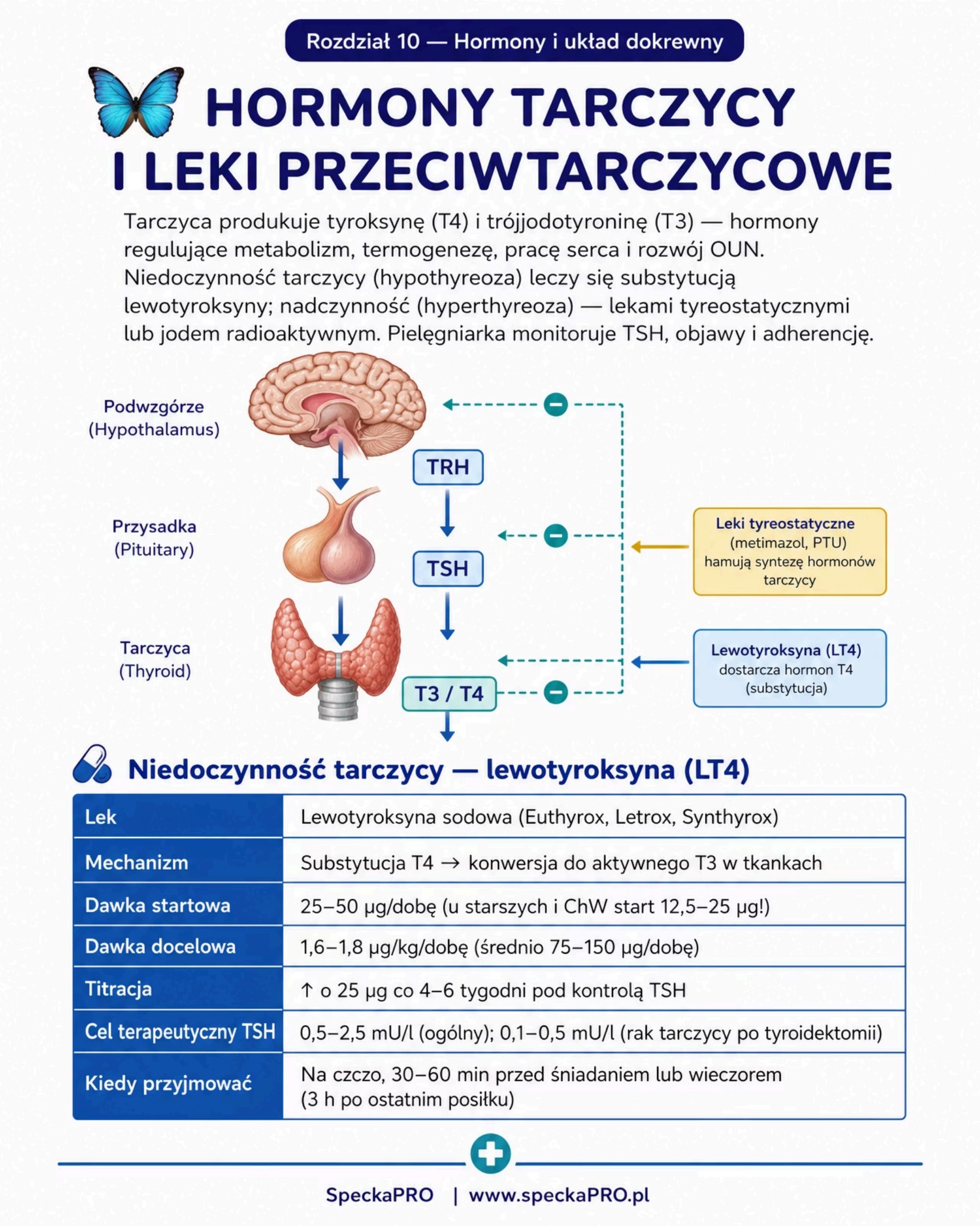 Hormony tarczycy leki przeciwtarczycowe diagram TRH TSH T3 T4 lewotyroksyna niedoczynność tarczycy